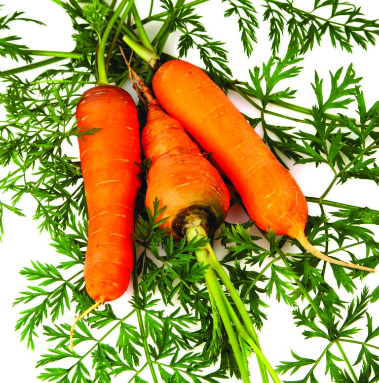 Veg Intro TEXT_Page_11